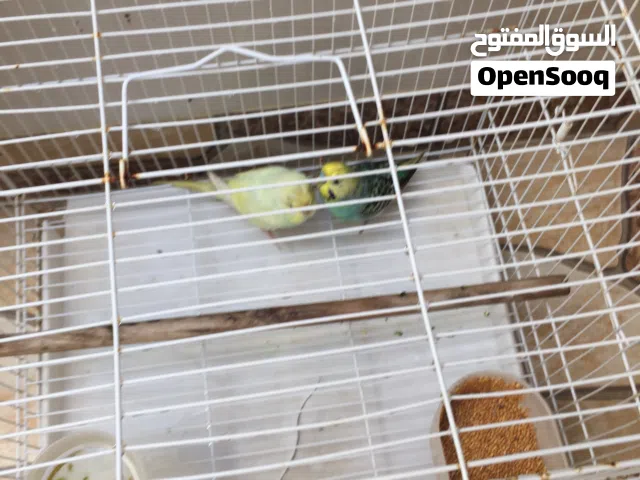 طيور الحب للبيع اليفين بصحه جيده