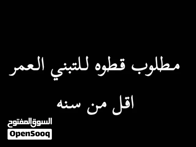 مطلوب قطوة للتبني