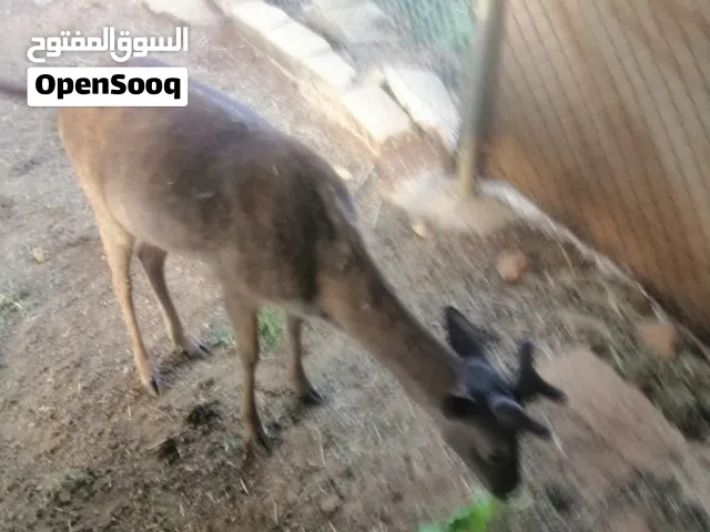 ذكر غزال هولندي فلوردي