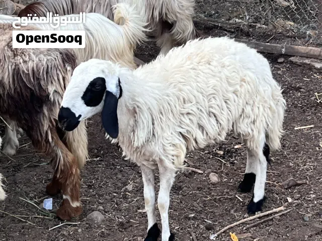 ذبيحه حمله بكر ما عشار جاهزه للذبح