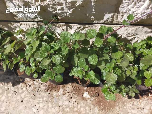 نبات البخورة أو الحبق المغربي أو اللوبانة العطري سلالة مميزة أوراق مخملية لامعة  خضراء بالكامل دائمة