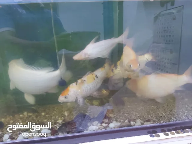 Aquarium - Fish Tank available for sale with fishes.