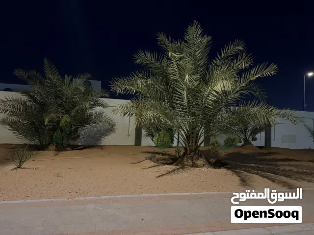 نخل اخلاص واشجار