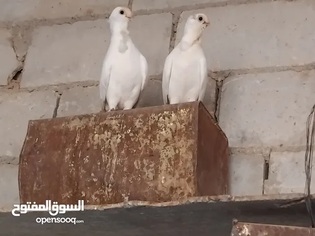 حمام نخب النخب ثلاث جواز