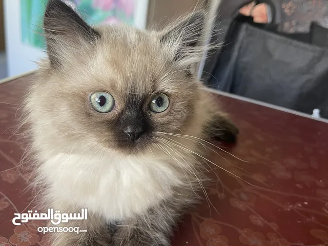 قط همالايا