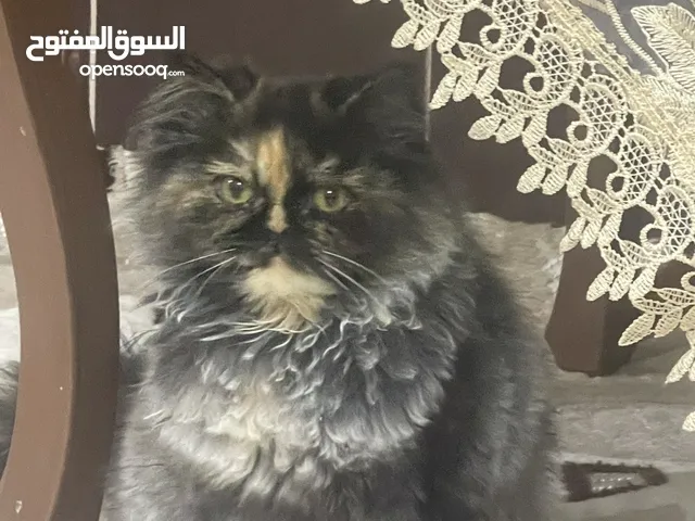 قطط للتبني