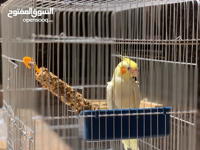 كوكتيل لاتينو عين حمراء فل الفل بسم الله مشاء لله اقرو الوصف وبأذن الله مانقصروش مع الشاري