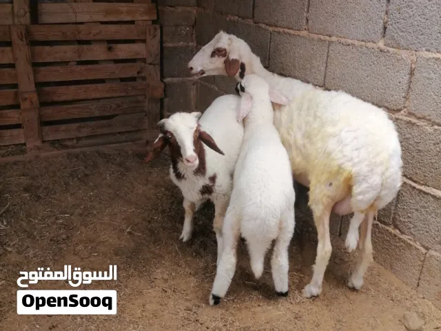 نعجة تومي خروف وفطيمة