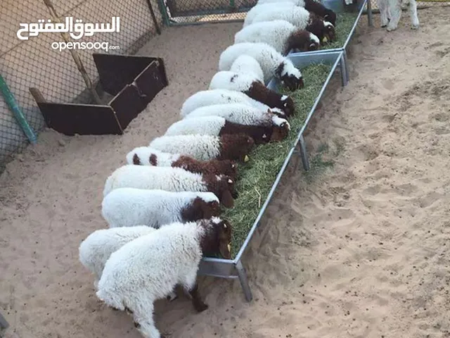 مطلوب 4 روس غنم للبيع اقساط في اربد
