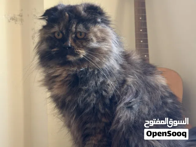 قطط سكوتش فولد للبيع