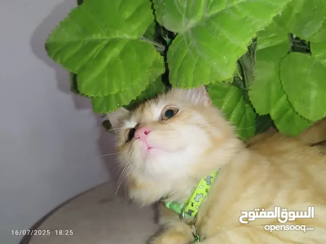 قطط بيكى فيس + مون فيس للبيع من عمر شهرين الى عمر سنتين