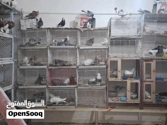 تصفيه محميه حمام واقفاص ورومي