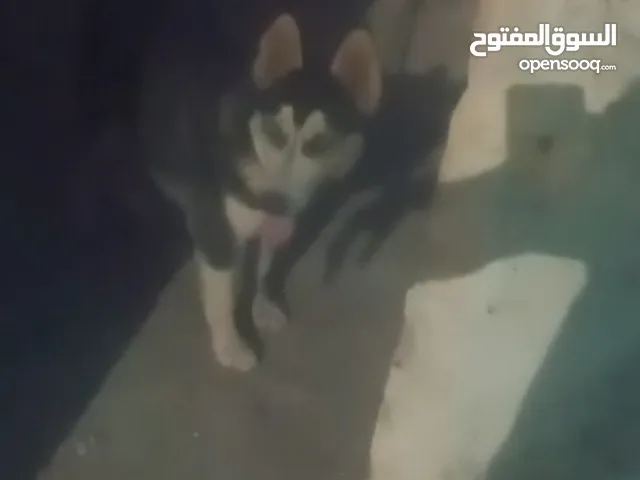 جرو هاسكي سيبيري بيع او بدل ع حمام او عصافير