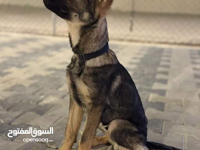سيبل ورك لاين مع بدقري