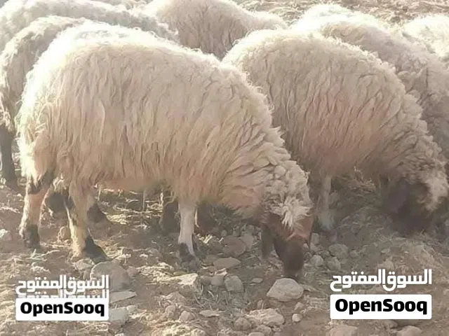 نبدا بصلاة على النبي عروض   أضاحي العيد  بأسعار ما بتتكرر  ابتداءً من 100 ل150