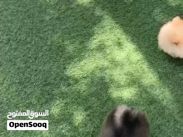 Pomeranian teacup - males and females available - beige white and mocha colors