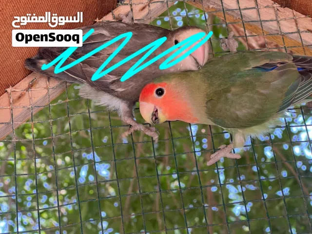 للبيع انثى روز