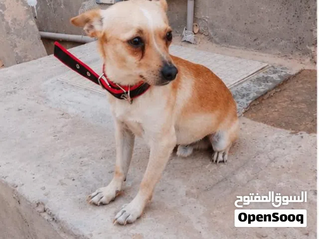 دكر تشواو ربي بارك يعلب ونشاط وخالي من الامراض طرابلس سوق الجمعة