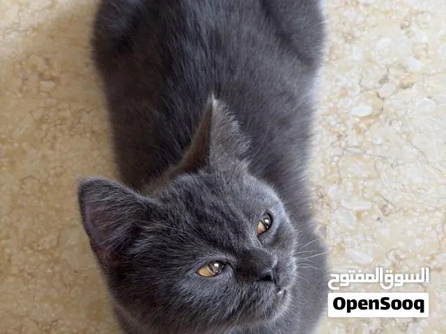 قطوه من فصيله البرتش