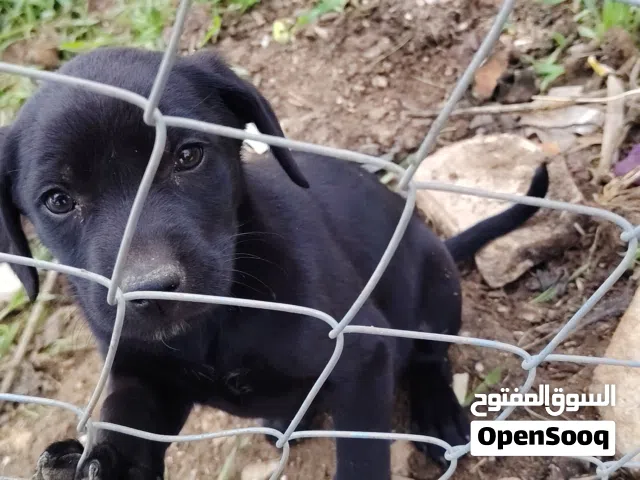 كلاب لابرادور عمرهن شهر للبيع الثنين  انثى
