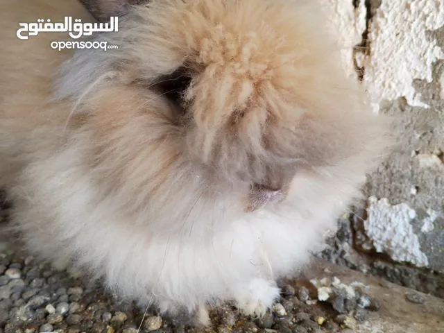 ذكر أرنب انجورا