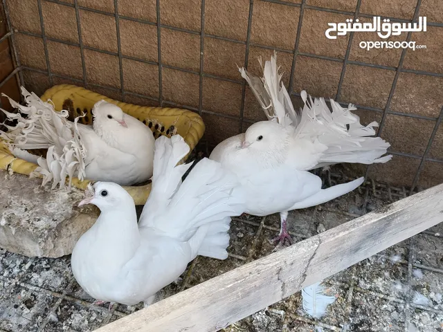 السلام عليكم زوج حمام النثية عروسة والفحل هنداوي حالياً مبيضات + مخلف ابنهن
