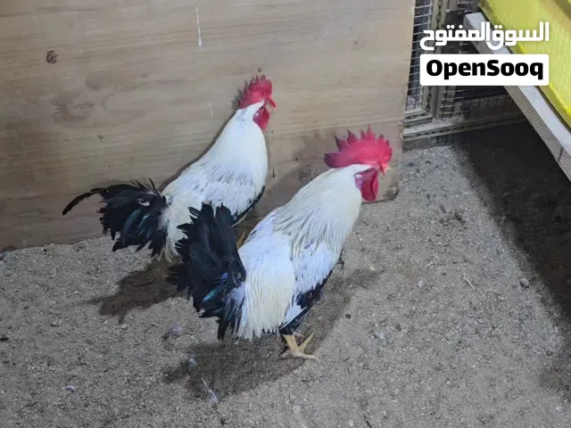 متاح. حلال كويتي للتفاصيل. واتساب