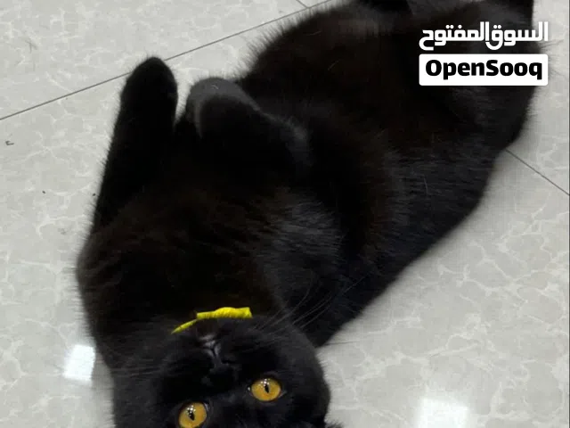 سكوتش فولد