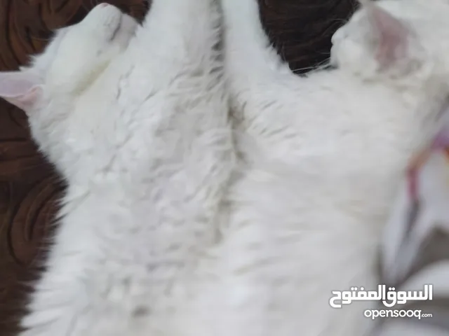 كوبل انڨورا اللون الأبيض الناصع