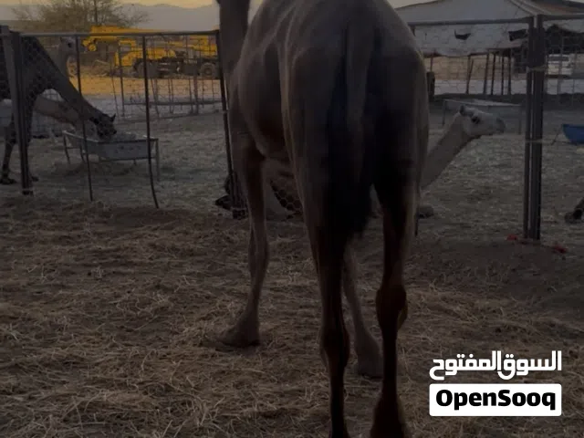 ابل للبيع
