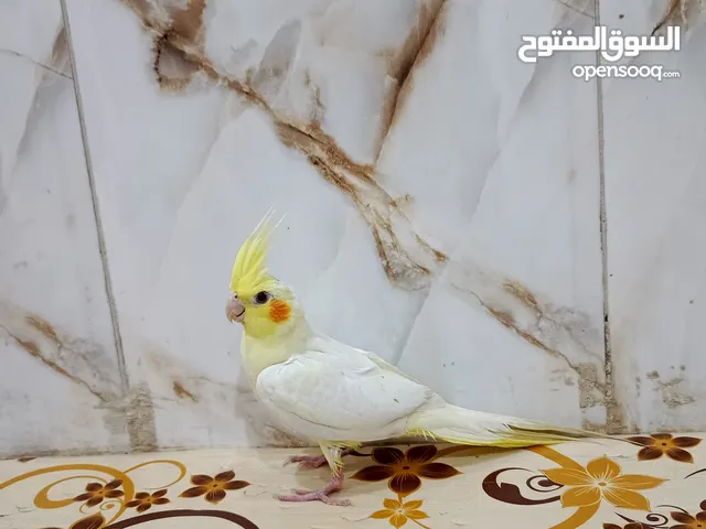 كوكتيل مخلف شكري عيون حمر تركته وصارت بيه عضه شوي بعدة يوكلنه امهاته