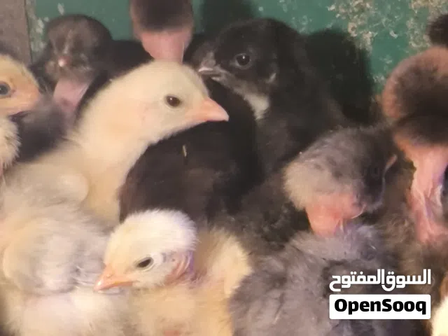 كتاكيت عرب وبو ركيبه عمر 5 و6 ايام