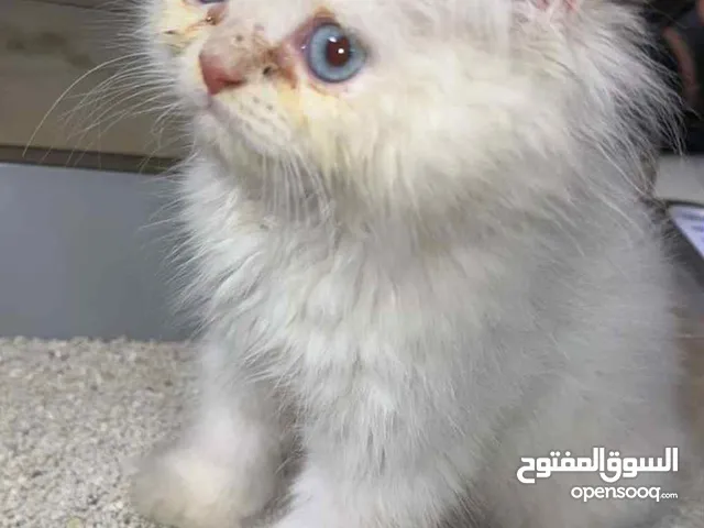 قطة شانشيلا مكس هملايا
