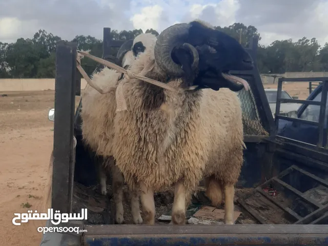 خرفان لله ايبارك عمر من 7شهور الي 12شهر السعر من 2000 _3500