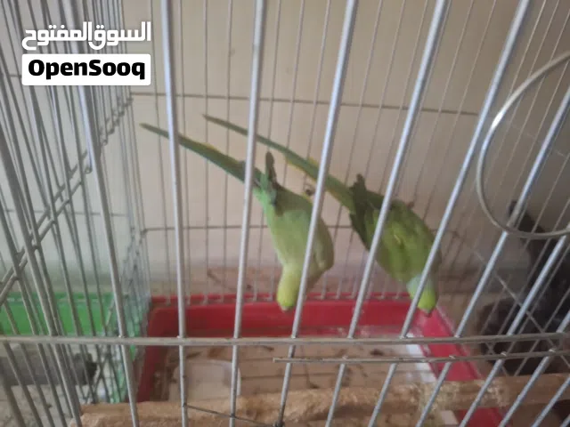 جوز ببغاء درة