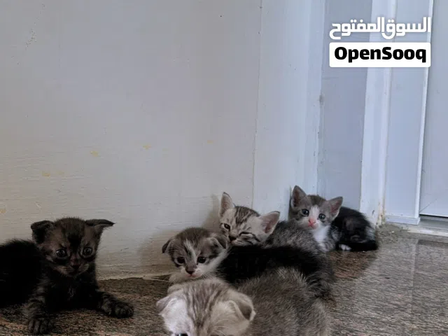 قطط سكوتش سترت عمرهم شهر للبيع .