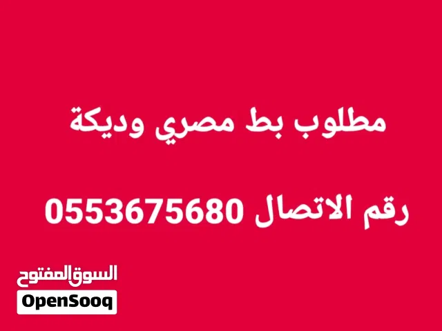 مطلب بط مصري