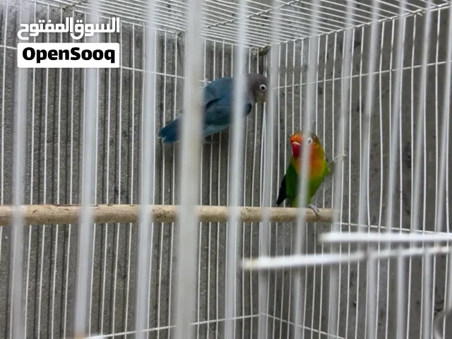 فصل طير فيشر مع القفص