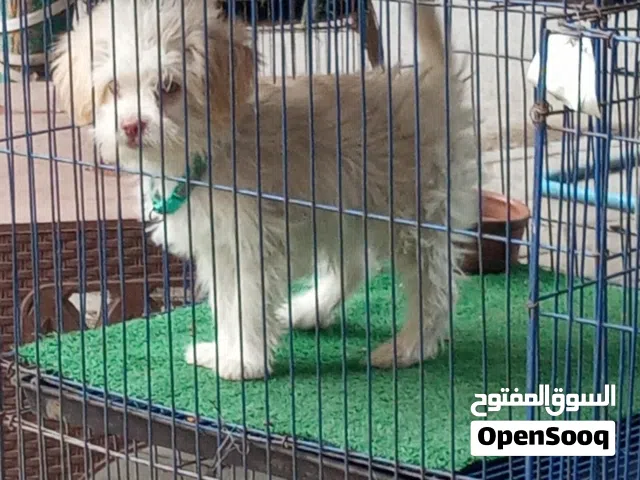 بسم الله مشاء الله جريفون فرنساوي  للبيع
