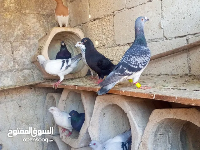 اي طير عليرتين. كوم