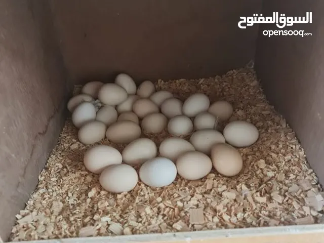 بيض نوادر الدواجن