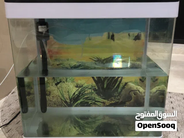 حوض سمك نضيف