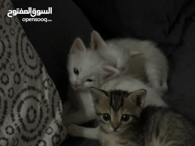 قطط للتبني