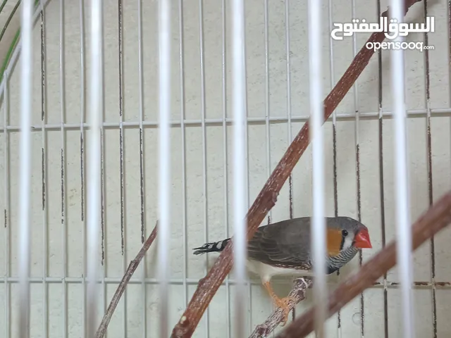 طيور حب وطيور الكوكتيل