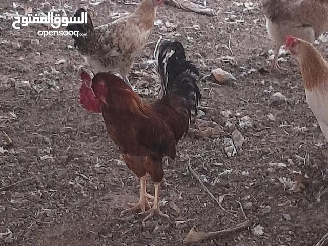 دجاج للبيع ب40 للحبة