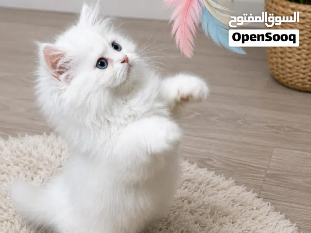 قط دول بيرشن doll Persian