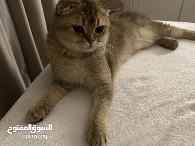 للبيع قطة سكوتش فولد بيور الطايف