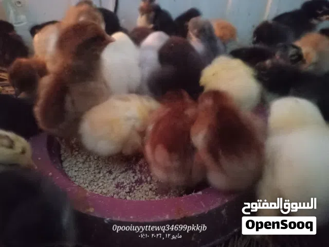 هجين برهما تبارك الرحمن