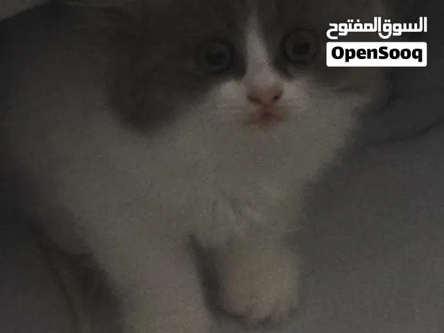 قطه  الجنس انثى