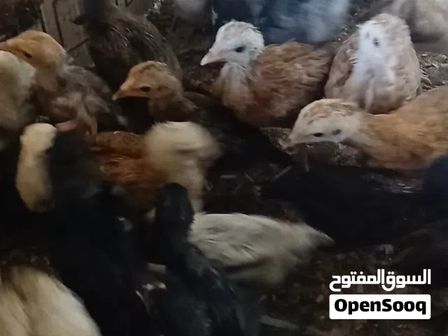 صوص بلدي عمر 35 يوم